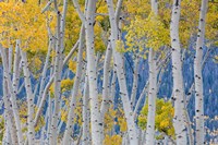 Aspen Trees In Autumn, Utah Fine Art Print