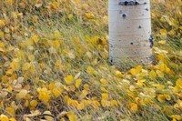 Aspen Leaves In Grass Fine Art Print