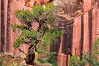 Juniper Tree And A Cliff Streaked With Desert Varnish, Utah Fine Art Print