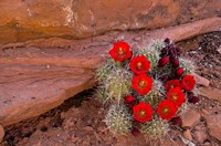 Red Flowers Of A Claret Cup Cactus In Bloom Fine Art Print