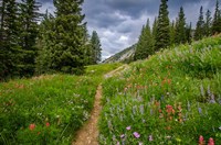 Wildflowers In The Albion Basin, Utah Fine Art Print