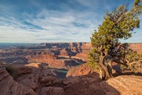 Juniper Tree At Dead Horse Point State Park Fine Art Print