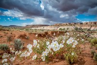 Evening Primrose In The Grand Staircase Escalante National Monument Fine Art Print