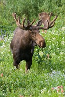 Bull Moose In Wildflowers, Utah Fine Art Print