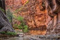 Zion Narrows, Utah Fine Art Print
