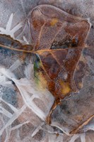 Frozen Aspen Leaf In A Stream Fine Art Print