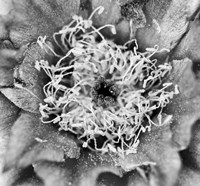 Whipple's Fishhook Cactus (BW) Fine Art Print