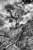 Desert Juniper Tree Growing Out Of A Canyon Wall, Utah (BW) Fine Art Print