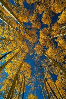 Autumn Aspenat  Big Cottonwood Canyon, Utah Fine Art Print