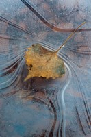 Leaf With Frozen Ice Pattern Fine Art Print