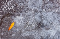 Leaf With Frozen Ice Bubbles, Mill Creek, Utah Fine Art Print