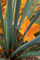 Detail Of Yucca And Yellow Maple Leaves Fine Art Print