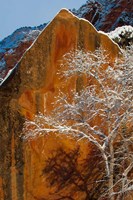 Snow Covered Tree In Front Of Red Rock Boulder, Utah Fine Art Print