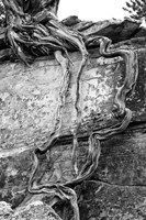 Desert Juniper Tree Growing Out Of A Canyon Wall (BW) Fine Art Print