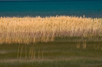 Grasses Blowing In The Breeze Along The Shore Of Bear Lake, Utah Fine Art Print