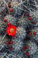 Claret Cup Cactus With Buds Fine Art Print
