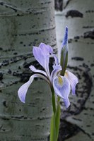 Wild Iris With Bud In Early Spring Fine Art Print