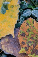 Frost Covered Aspen Leaves And Clover Fine Art Print