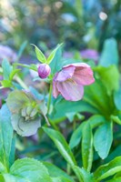 Virginia, Williamsburg, Hellebore Fine Art Print