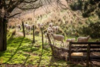 Sheep And Spring Lambs Fine Art Print