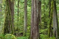 Old Growth Forest On Barnes Creek Trail, Washington State Fine Art Print