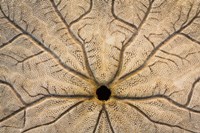 Design On The Bottom Of A Sand Dollar Shell Fine Art Print