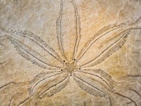 Design On The Top Of A Sand Dollar Shell Fine Art Print