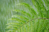 Fern In Rainfall Fine Art Print