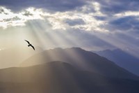 Seagull And God Rays Over The Olympic Mountains Fine Art Print