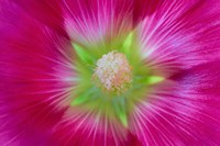 Close-Up Of A Hollyhock Blossom Fine Art Print