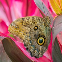 Close-Up Of An Owl Butterfly Fine Art Print