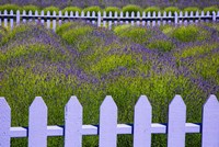 Field Of Lavender With A  Picket Fence, Washington State Fine Art Print