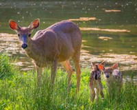 Blacktail Deer With Twin Fawns Fine Art Print