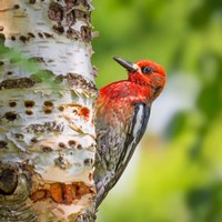 Red-Breasted Sapsucker On A Paper Birch Tree Fine Art Print