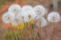 Salsify Seed Heads Fine Art Print