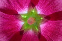 Pink Hollyhock Blossom Composite Fine Art Print
