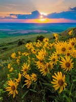 Landscape With Douglas' Sunflowers In The Palouse Hills Fine Art Print