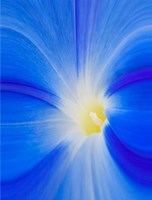 Close-Up Of A Morning Glory Flower Fine Art Print