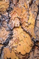 Ponderosa Pine Tree Bark Detail Fine Art Print