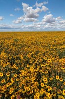 Coneflower Field, Washington State Fine Art Print