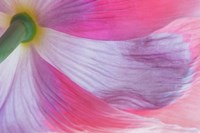 Underside Of A Pink Poppy Flower Fine Art Print