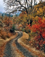 Road And Autumn-Colored Oaks, Washington State Fine Art Print