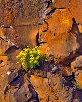 Lomatium Flowers On Basalt Rocks Fine Art Print