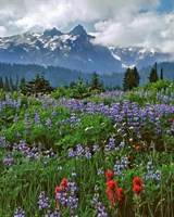 Lupine And Paintbrush In Meadow, Mount Rainder Nationak Park Fine Art Print