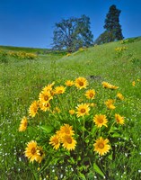 Balsamroot, Pine And Oak Trees On A Hillside, Washington State Fine Art Print