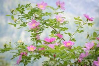 Wood's Rose Flowers Fine Art Print