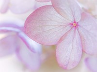 Close-Up Of Hydrangea Paniculata Flower Fine Art Print