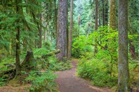 Trail Through An Old Growth Forest, Washington State Fine Art Print