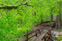 Bridge Along The Sol Duc River Trail, Washington State Fine Art Print