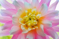Close-Up Of A Pastel Dahlia Flower Fine Art Print